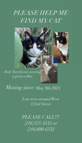 Lost Male Cat last seen  west 133rd St , Cleveland, OH 44111