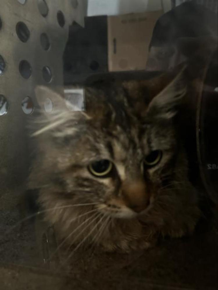 Shelter Stray Female Cat last seen Near BLOCK W 4025 S, WEST VALLEY CITY UT 84120, West Valley City, UT 84120