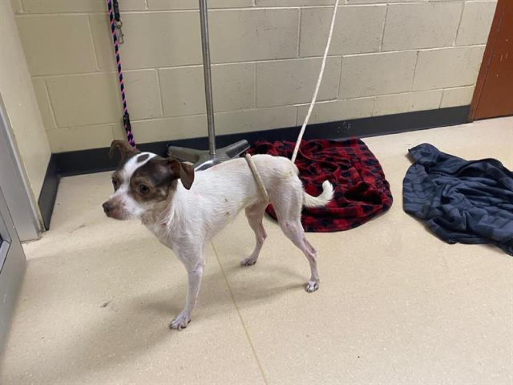 Shelter Stray Female Dog last seen Near BLOCK S 57TH ST, West Milwaukee, WI 53215
