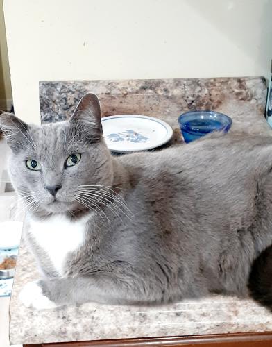 Lost Male Cat last seen Howlandville Rd and hwy 421, Warrenville, SC 29851