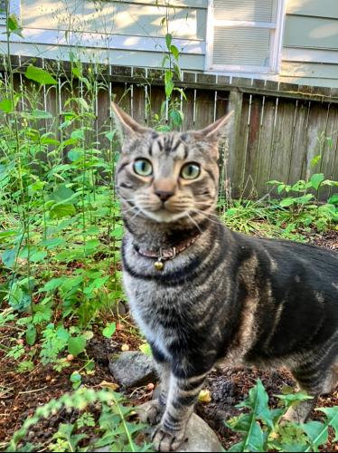 Lost Male Cat last seen Near NE 33rd St, Bellevue, Bellevue, WA 98004