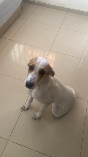 Lost Female Dog last seen Bairro mantiqueira , Jardim dos Comerciários, MG 31652-240