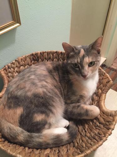 Lost Female Cat last seen Behind the Village shopping center on Alameda and Delaine., Corpus Christi, TX 78411