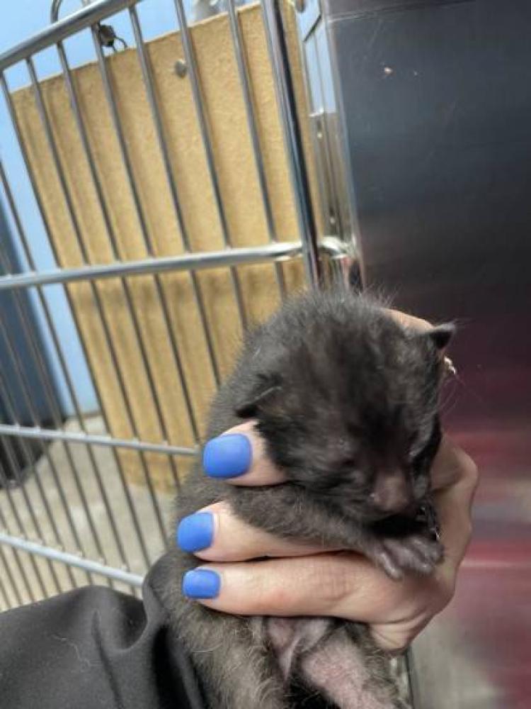 Shelter Stray Female Cat last seen Cleburne, TX , Cleburne, TX 76031