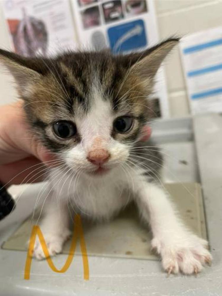 Shelter Stray Male Cat last seen Near Alden Ct, 70806, LA, Baton Rouge, LA 70820