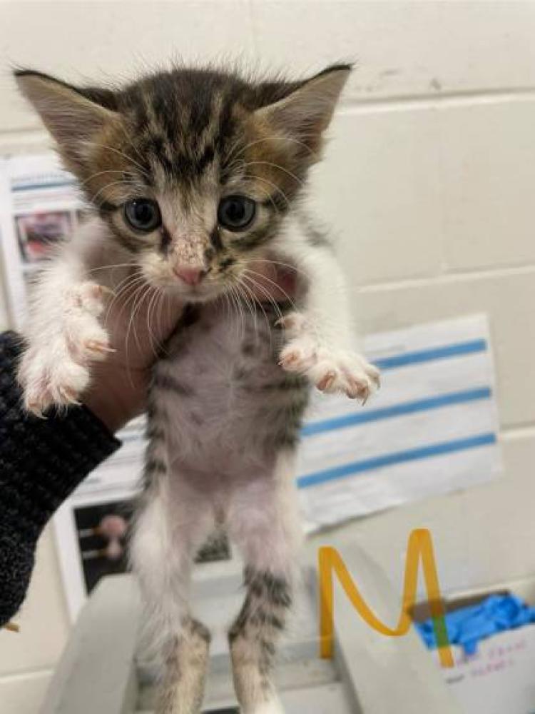 Shelter Stray Male Cat last seen Near Alden Ct, 70806, LA, Baton Rouge, LA 70820