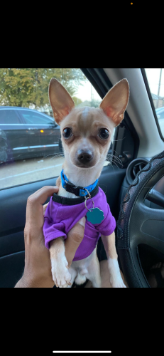 Lost Male Dog last seen henderson and seminary, Fort Worth, TX 76115