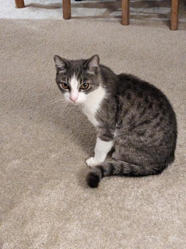 Lost Female Cat last seen Merrimon Ave and New Stock Road; Heritage at the Peak apmts, Weaverville, NC 28787