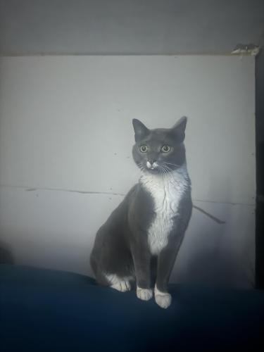 Lost Male Cat last seen Across the street from the Russell county water company, Phenix City, AL 36869