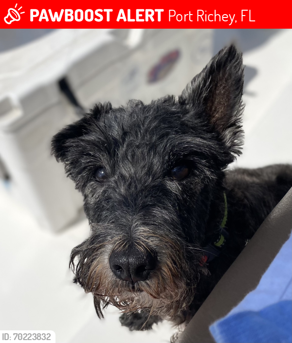 Lost Male Dog last seen  Miller Bayou Drive, Port Richey, FL 34668