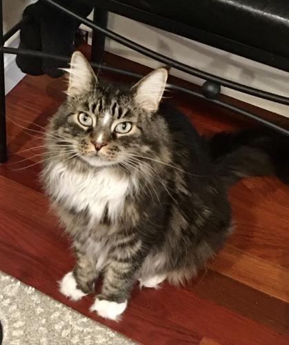 Lost Male Cat last seen Near K de K Court and Quayside Drive, New Westminster B.C., New Westminster, BC V3M 6C5