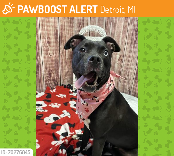 Shelter Stray Female Dog last seen VAN DYKE/MEDBURG, DETROIT MI 48213, Detroit, MI 48211