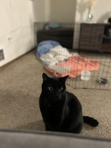 Lost Male Cat last seen 228th and Bot Everett Highway, Bothell, WA 98021