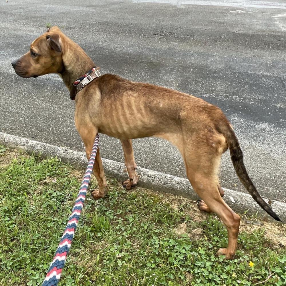 Shelter Stray Female Dog last seen , Chattanooga, TN 37415