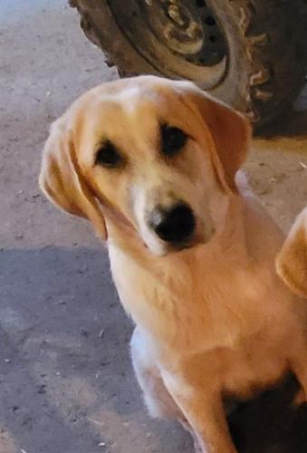 Lost Female Dog last seen Highway 36 and Highway 13, Searcy, AR 72143