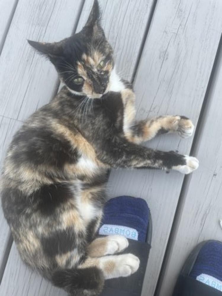 Shelter Stray Female Cat last seen Norwood, OH 45212, Cincinnati, OH 45223