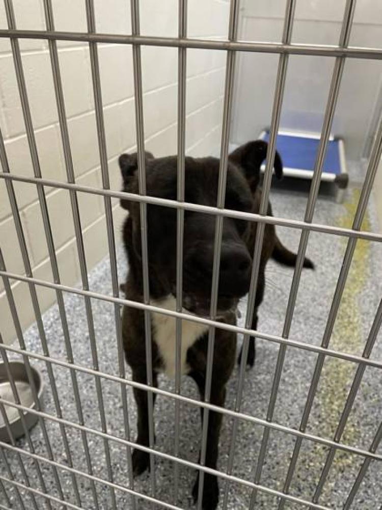 Shelter Stray Male Dog last seen Near COLLEGE, 70808, LA, Baton Rouge, LA 70820