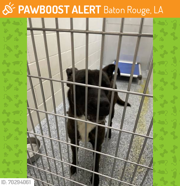 Shelter Stray Male Dog last seen Near COLLEGE, 70808, LA, Baton Rouge, LA 70820