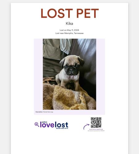 Lost Female Dog last seen Near Mallory and Cornelia Ln 38117, Memphis, TN 38117