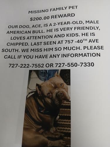 Lost Male Dog last seen 40th avè and 7th st. So. , St. Petersburg, FL 33705