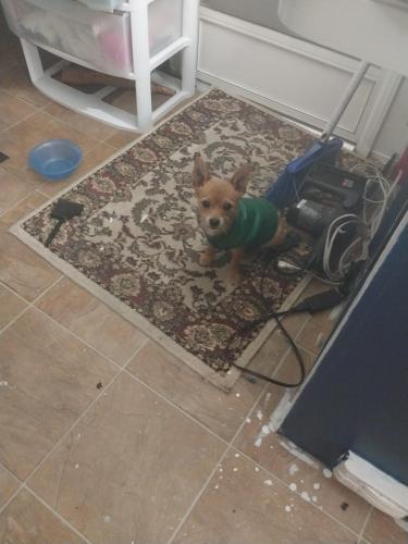 Lost Male Dog last seen Jacqueline and weeping willow, Brooksville, FL 34613