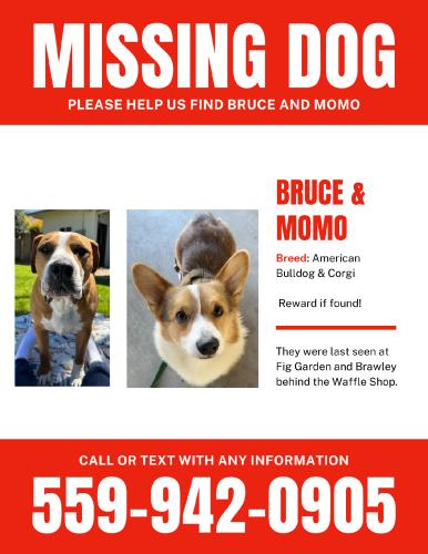 Lost Male Dog last seen Fig Garden and Brawley, Fresno, CA 93711