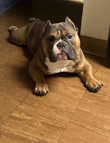 Lost Male Dog last seen Somebody took my dog!! , Worcester, MA 01609