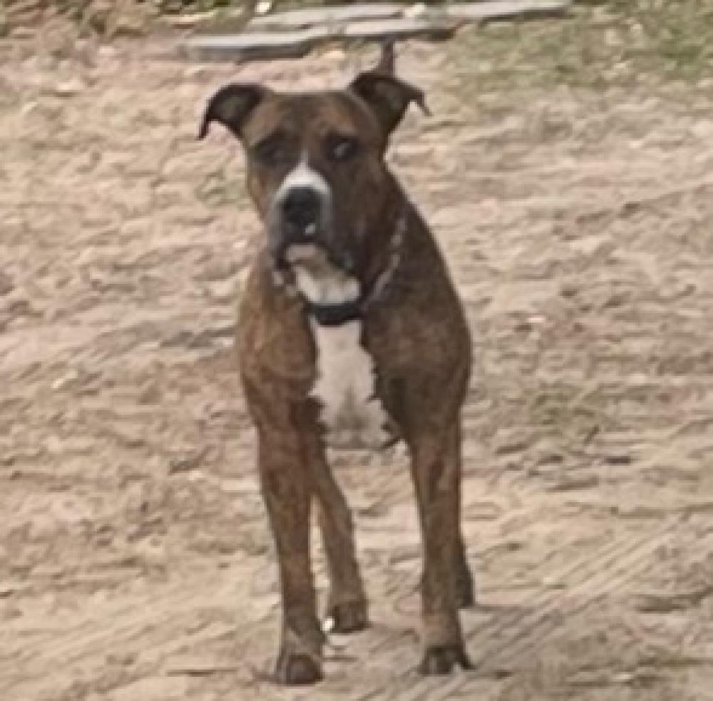 Shelter Stray Male Dog last seen CITRUS VALLEY RD/ORANGE BLOSSOM RD HITH 34748, Tavares, FL 32778