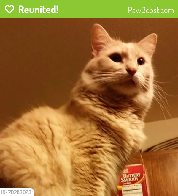 Reunited Male Cat last seen By the corner of Timber and Coolidge , Rhinelander, WI 54501