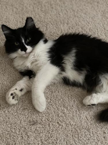 Lost Male Cat last seen Coriander in Rolling Meadows , Manchester, PA 17345