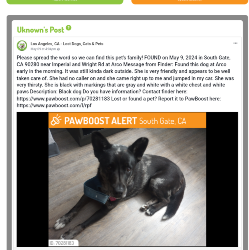 Lost Unknown Dog last seen Imperial and Wright Rd at Arco , Lynwood, CA 90280
