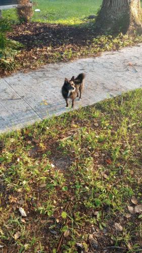 Lost Female Dog last seen Ave b, Jacksonville, FL 32209
