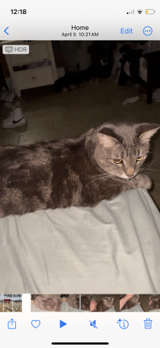 Lost Male Cat last seen South 80th ave, nature creek cir, northwoods dr, Big buck trail, , Frankfort, IL 60423