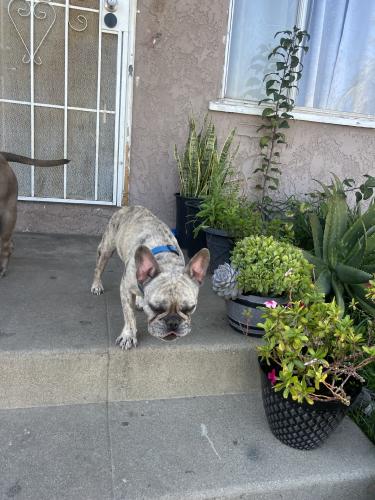 Lost Male Dog last seen Keenan and 6th st, East Los Angeles, CA 90022