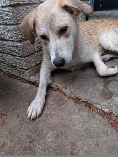 Lost Female Dog last seen Covington Pike near Shoneys, Memphis, TN 38128