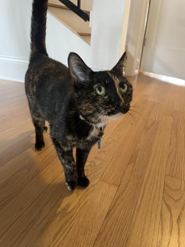 Lost Female Cat last seen North Ave and Oak Park Ave , Chicago, IL 60707