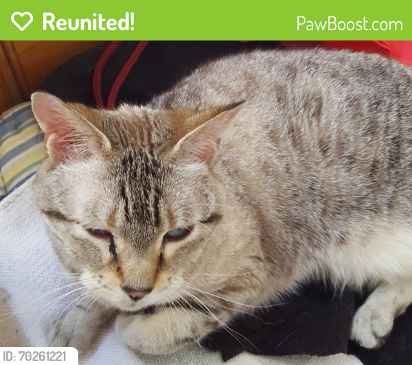Reunited Female Cat last seen Sessions dr, Hampden, MA 01036