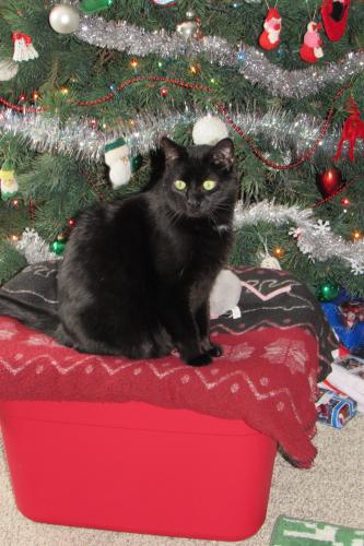 Lost Male Cat last seen Ireland Ave NW, Corinna Township, MN 55302