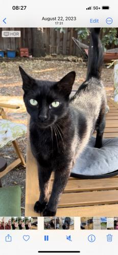 Lost Male Cat last seen Campbell Ave, Campbell, CA 95008