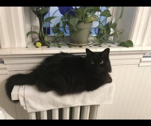 Lost Male Cat last seen Russell , St. Louis, MO 63104