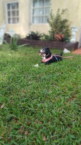 Lost Female Dog last seen Sterling and sheriden, Hollywood, FL 33024