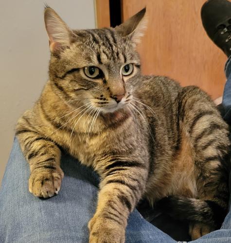 Lost Male Cat last seen 31st St.  And Western Ave, Sioux Falls, SD 57105