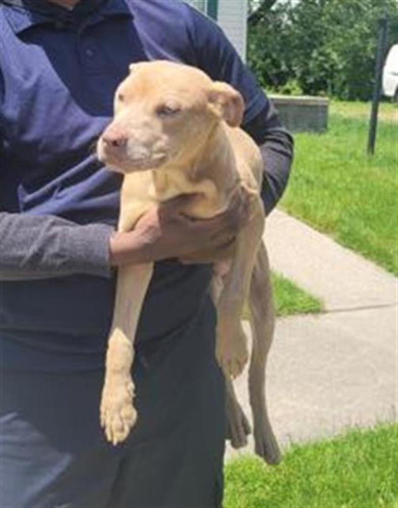 Shelter Stray Male Dog last seen Near BLOCK MARLOWE ST, DETROIT, MI 48228, Detroit, MI 48211