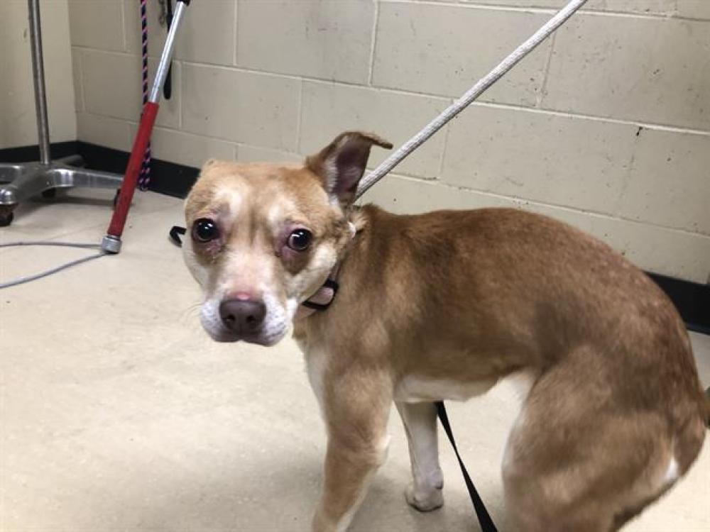 Shelter Stray Female Dog last seen Near BLOCK N 86TH ST, West Milwaukee, WI 53215