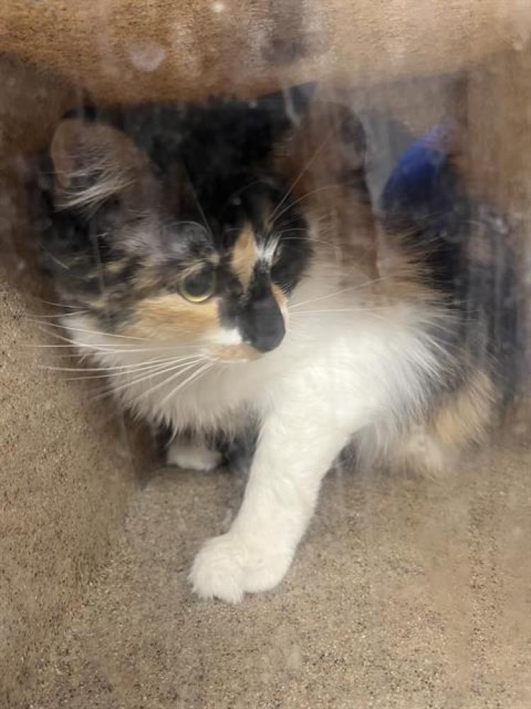 Shelter Stray Female Cat last seen Near BLOCK S 1230 W, TAYLORSVILLE UT 84123, West Valley City, UT 84120