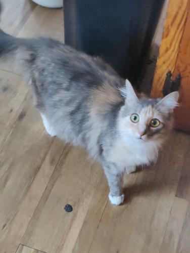 Lost Female Cat last seen By mountain rest cemetery & subway, Kings Mountain, NC 28086