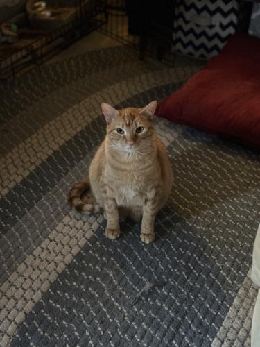 Lost Male Cat last seen We are located on C Highway about 1.4 miles from Union Church. Sometimes referred to as James ests. , Lawson, MO 64062