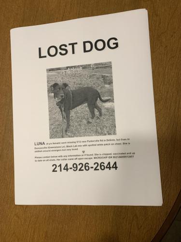 Lost Female Dog last seen Pidgeon Ct and Aviary Dr DeSoto Texas, DeSoto, TX 75115