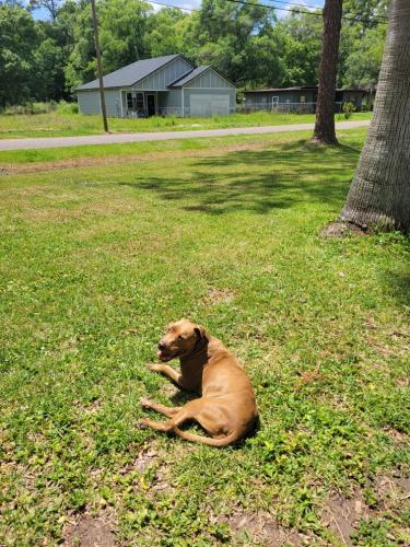 Lost Female Dog last seen Moncreif and soutel, Jacksonville, FL 32219