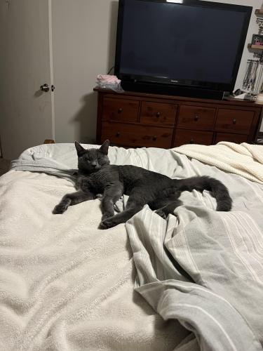Lost Male Cat last seen Oracle Jane Station Rd and Hudson, Tucson, AZ 85704